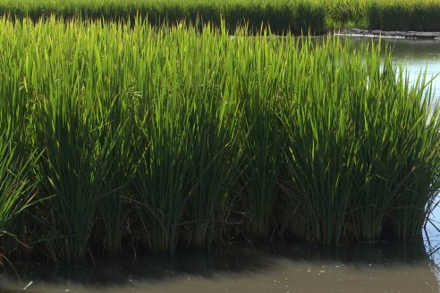 Dia de Campo de Arroz 2023 - Campo Experimental Fundación Proarroz - San Salvador, E.Ríos