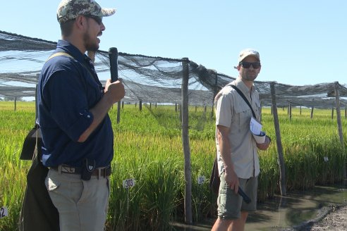 Dia de Campo de Arroz 2023 - Campo Experimental Fundación Proarroz - San Salvador, E.Ríos