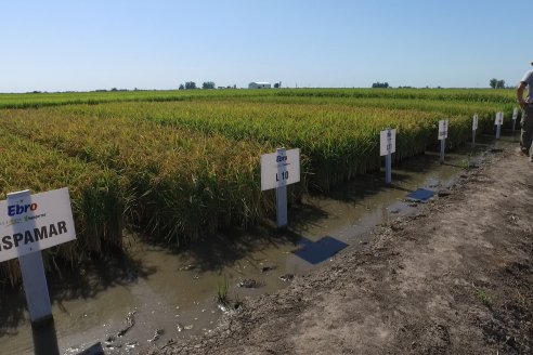 Dia de Campo de Arroz 2023 - Campo Experimental Fundación Proarroz - San Salvador, E.Ríos