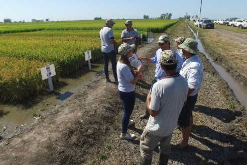 Dia de Campo de Arroz 2023 - Campo Experimental Fundación Proarroz - San Salvador, E.Ríos