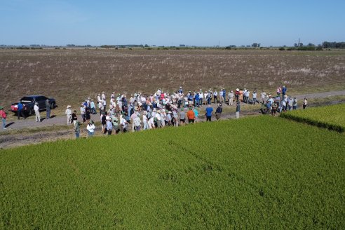 Dia de Campo de Arroz 2023 - Campo Experimental Fundación Proarroz - San Salvador, E.Ríos