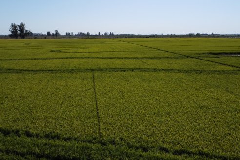 Dia de Campo de Arroz 2023 - Campo Experimental Fundación Proarroz - San Salvador, E.Ríos