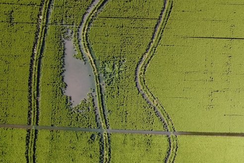 Dia de Campo de Arroz 2023 - Campo Experimental Fundación Proarroz - San Salvador, E.Ríos