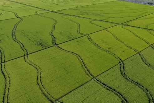 Dia de Campo de Arroz 2023 - Campo Experimental Fundación Proarroz - San Salvador, E.Ríos