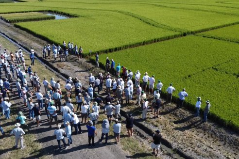 Dia de Campo de Arroz 2023 - Campo Experimental Fundación Proarroz - San Salvador, E.Ríos