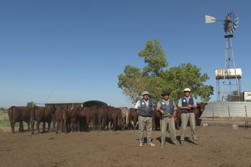 Los festejos por los 200 años de Shorthorn comenzaron en La Adela