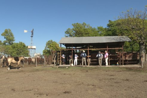 Los festejos por los 200 años de Shorthorn comenzaron en Cabaña La Adela