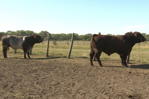 Los festejos por los 200 años de Shorthorn comenzaron en Cabaña La Adela