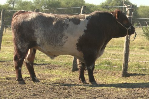 Los festejos por los 200 años de Shorthorn comenzaron en Cabaña La Adela