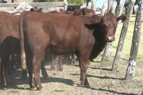 Los festejos por los 200 años de Shorthorn comenzaron en Cabaña La Adela