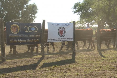 Los festejos por los 200 años de Shorthorn comenzaron en Cabaña La Adela