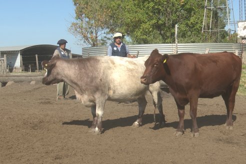 Los festejos por los 200 años de Shorthorn comenzaron en Cabaña La Adela