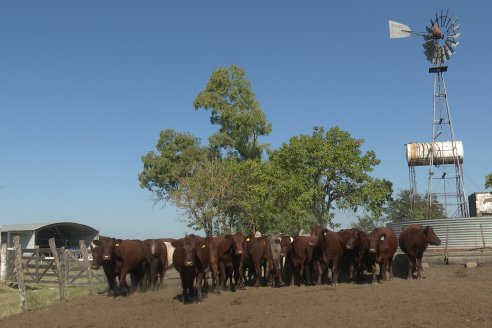 Los festejos por los 200 años de Shorthorn comenzaron en Cabaña La Adela