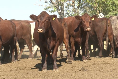 Los festejos por los 200 años de Shorthorn comenzaron en Cabaña La Adela