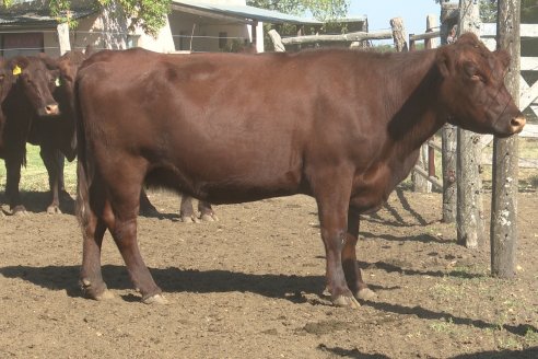 Los festejos por los 200 años de Shorthorn comenzaron en Cabaña La Adela