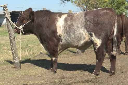 Los festejos por los 200 años de Shorthorn comenzaron en Cabaña La Adela