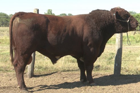 Los festejos por los 200 años de Shorthorn comenzaron en Cabaña La Adela