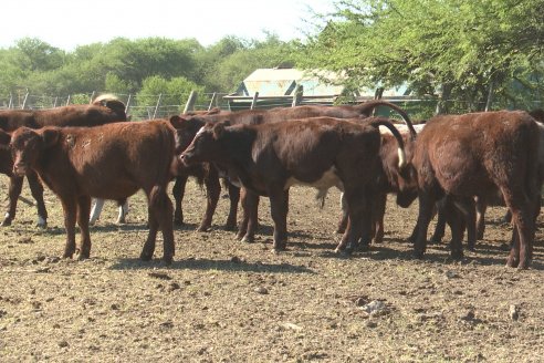 Los festejos por los 200 años de Shorthorn comenzaron en Cabaña La Adela