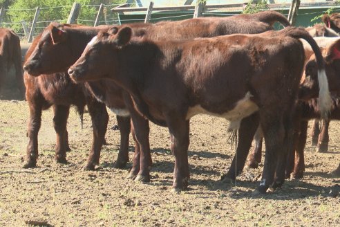 Los festejos por los 200 años de Shorthorn comenzaron en Cabaña La Adela