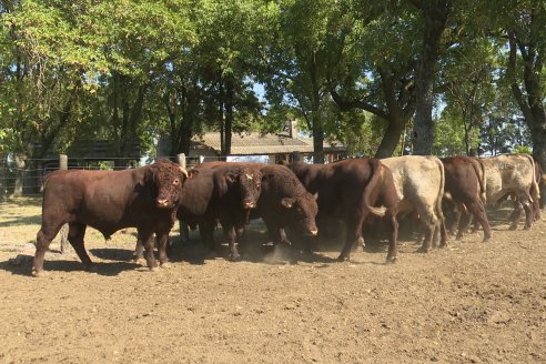 Los festejos por los 200 años de Shorthorn comenzaron en Cabaña La Adela