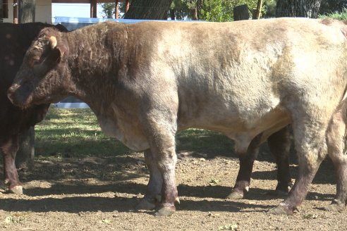 Los festejos por los 200 años de Shorthorn comenzaron en Cabaña La Adela