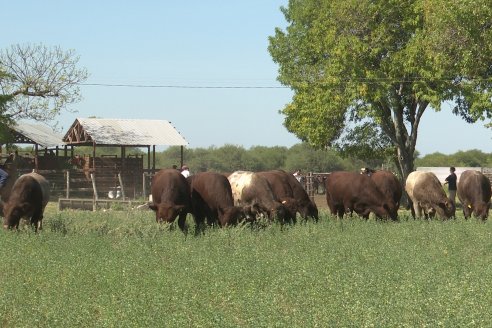 Los festejos por los 200 años de Shorthorn comenzaron en Cabaña La Adela