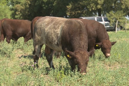 Los festejos por los 200 años de Shorthorn comenzaron en Cabaña La Adela