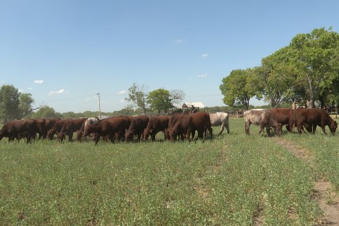 Los festejos por los 200 años de Shorthorn comenzaron en Cabaña La Adela