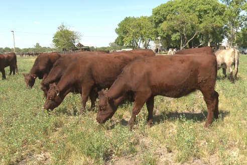 Los festejos por los 200 años de Shorthorn comenzaron en Cabaña La Adela