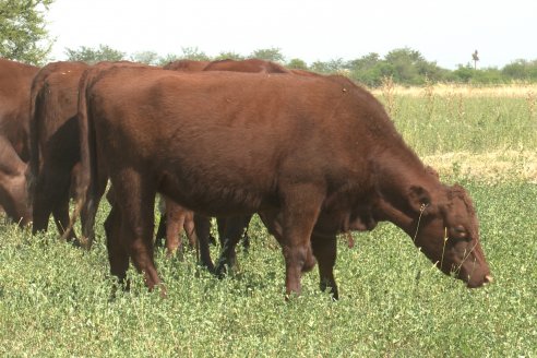 Los festejos por los 200 años de Shorthorn comenzaron en Cabaña La Adela