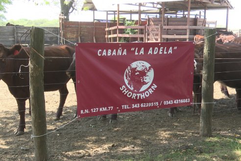 Los festejos por los 200 años de Shorthorn comenzaron en Cabaña La Adela