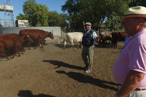 Los festejos por los 200 años de Shorthorn comenzaron en Cabaña La Adela