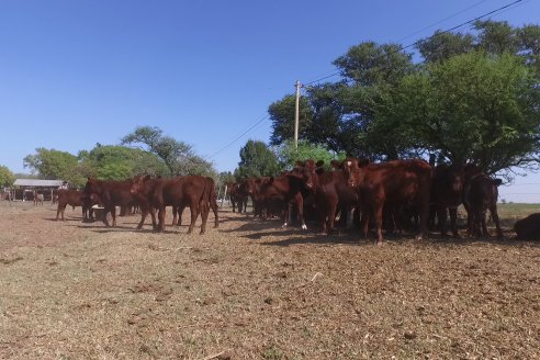 Los festejos por los 200 años de Shorthorn comenzaron en Cabaña La Adela