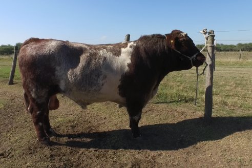 Los festejos por los 200 años de Shorthorn comenzaron en Cabaña La Adela