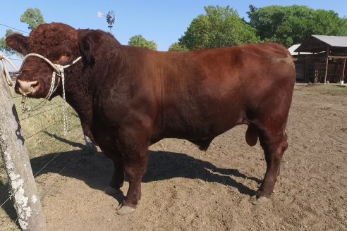 Los festejos por los 200 años de Shorthorn comenzaron en Cabaña La Adela