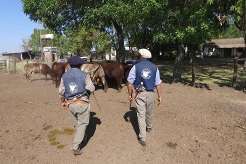 Los festejos por los 200 años de Shorthorn comenzaron en Cabaña La Adela