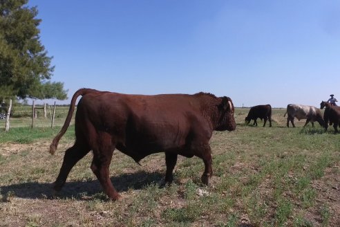 Los festejos por los 200 años de Shorthorn comenzaron en Cabaña La Adela