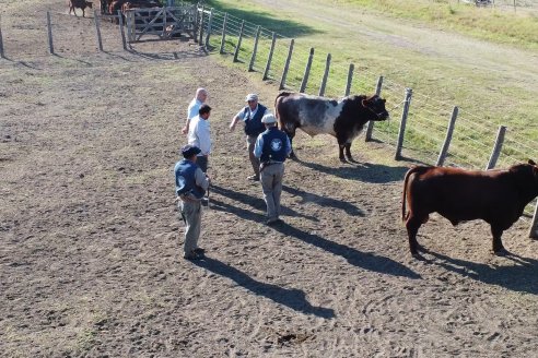 Los festejos por los 200 años de Shorthorn comenzaron en Cabaña La Adela