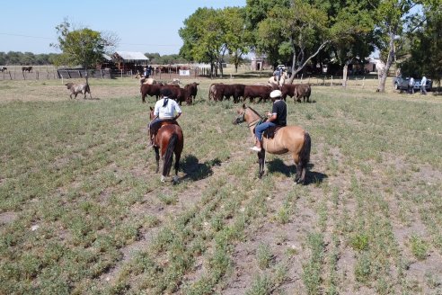 Los festejos por los 200 años de Shorthorn comenzaron en Cabaña La Adela