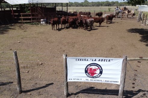 Los festejos por los 200 años de Shorthorn comenzaron en Cabaña La Adela