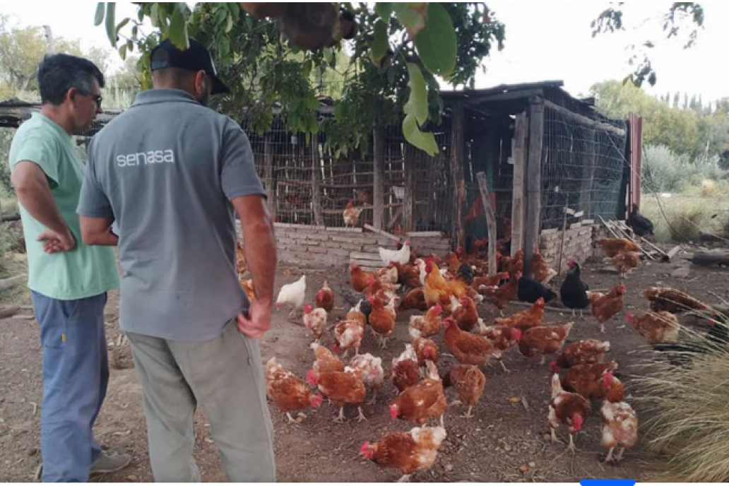 Personal de Senasa es el único autorizado a manipular aves con influenza. Personal de Senasa es el único autorizado a manipular aves con influenza.