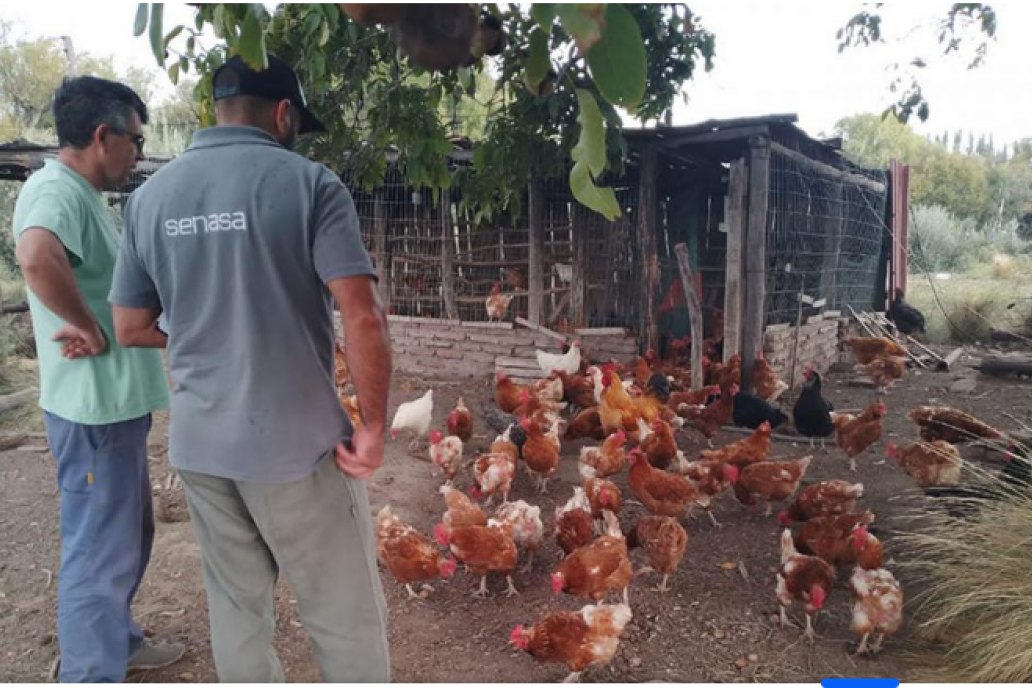 Personal de Senasa es el único autorizado a manipular aves con influenza.