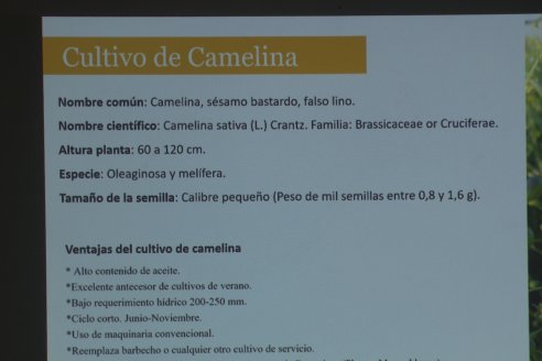 Camelina Tour 2023 - Macro Seed y LDC - Villaguay. Entre Ríos - Un cultivo que invita a la diversificación sustentable