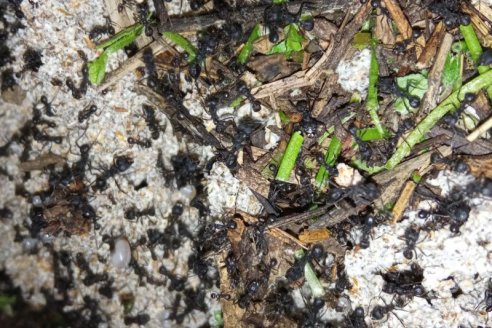 Estudian el manejo de hormigas cortadoras en plantaciones