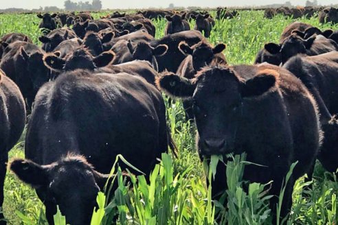 Se cumplen las previsiones para la cosecha del sorgo