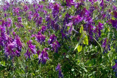 Confirmado: cultivar vicia aumenta la producción de carne