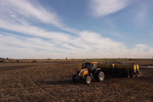 La trilla maicera viene lenta y la siembra de trigo va entonada