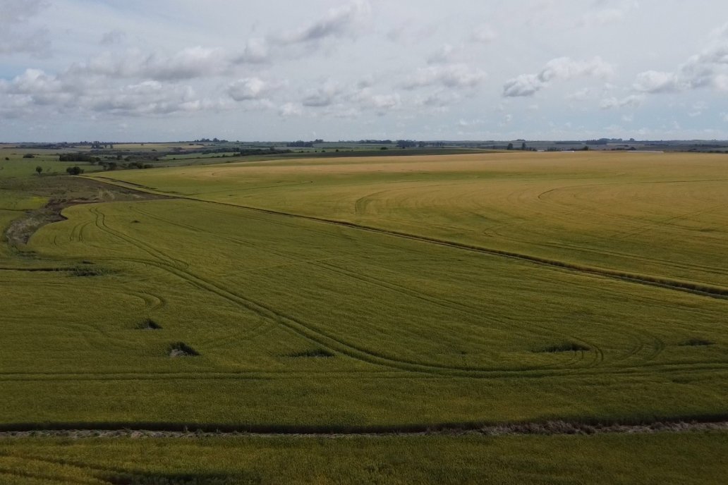 Córdoba y Buenos Aires cultivarán menos trigo y Entre Ríos puede subir 11%.