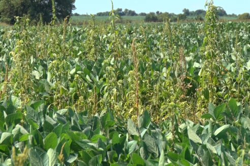 Charla Técnica en Paraná - Syngenta e INSER - 