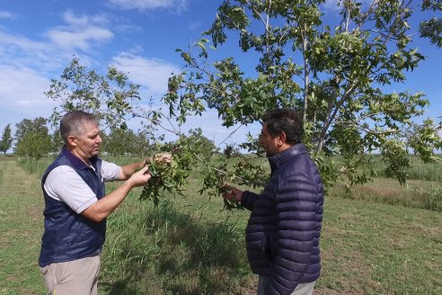 Los Trossero plantan pecanes con planes muy de largo plazo